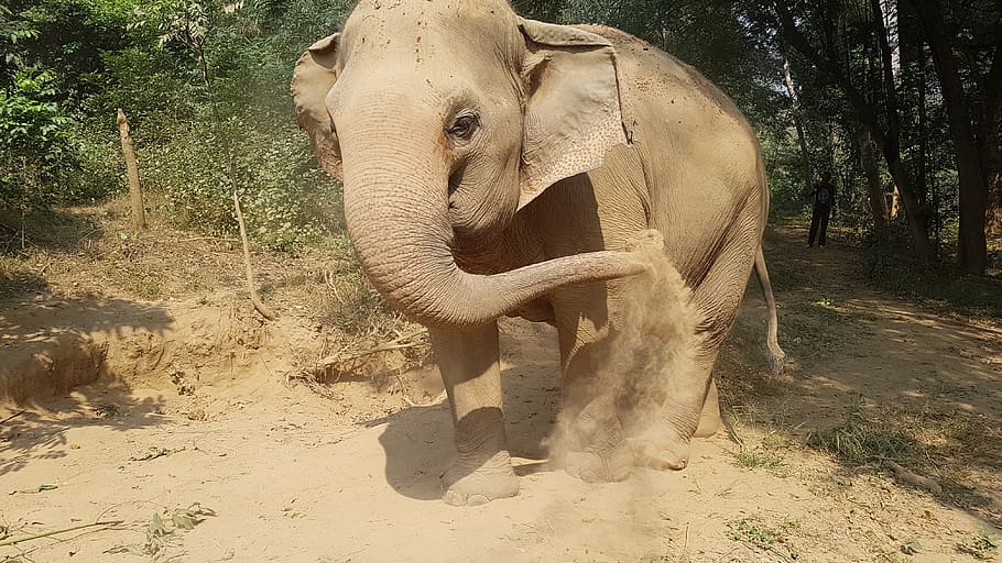  An elephant in Chiang Mai